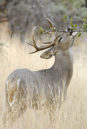 white-tailed_deer_-_buck